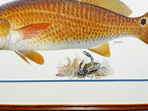 John P. Cowan - Redfish - Texas Treasure Poster Art - Lithograph Quality - Brand New Custom Sporting Frame
