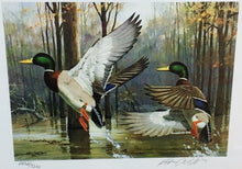 Load image into Gallery viewer, Ken Carlson 1985 Arkansas Waterfowl Hunting And Conservation Duck Stamp Print With Stamp -  Brand New Super Custom Sporting Frame