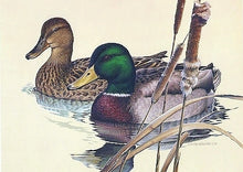 Load image into Gallery viewer, Larry Hayden 1981 Texas Waterfowl Duck Stamp Print With Double Stamps - Brand New Custom Sporting Frame