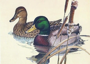 Larry Hayden 1981 Texas Waterfowl Duck Stamp Print With Double Stamps - Brand New Custom Sporting Frame