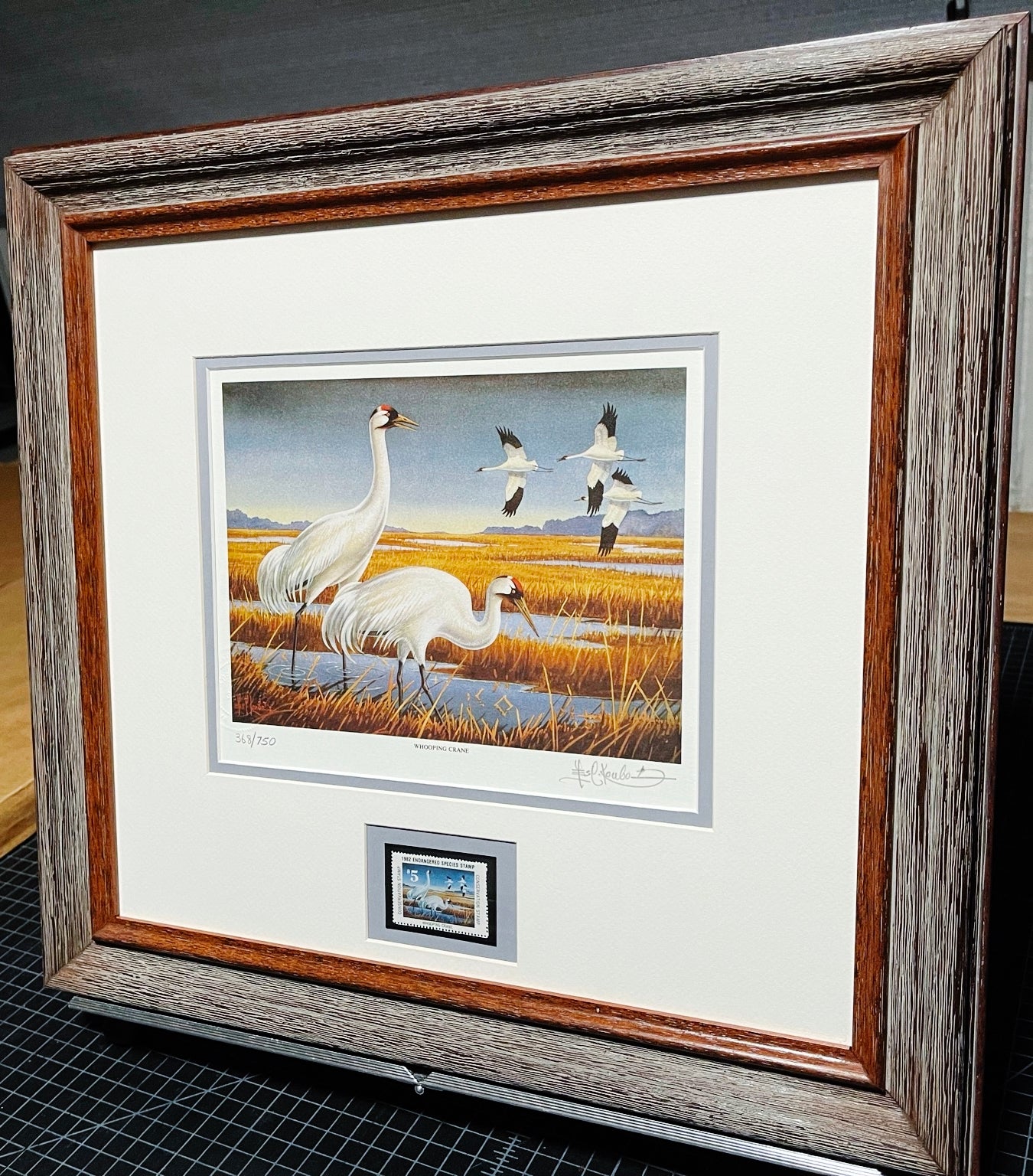 Les Kouba - 1982 National Endangered Species Society Stamp Print With Stamp - Brand New Custom Sporting Frame