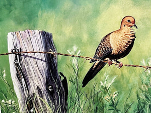 Les McDonald 2003 Quail Unlimited Dove Conservation Stamp Print Artist Proof With Double Stamps - Brand New Super Custom Sporting Frame