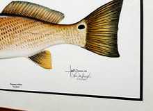 Load image into Gallery viewer, Les McDonald - Redfish - Lithograph - Brand New Custom Sporting Frame  ***  FALL SPECIAL  ***