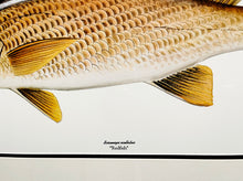 Load image into Gallery viewer, Les McDonald - Redfish - Lithograph - Brand New Custom Sporting Frame  ***  FALL SPECIAL  ***