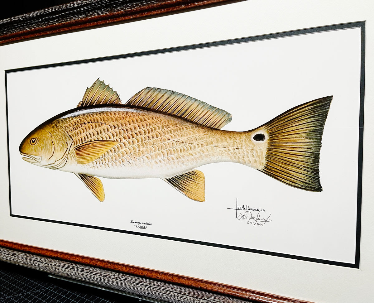 Les McDonald Redfish Lithograph - Brand New Super Custom Sporting Fram ...
