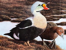 Load image into Gallery viewer, Nancy Howe 1991 Federal Waterfowl Duck Stamp Print Medallion Edition With Double Stamps - Brand New Super Custom Sporting Frame