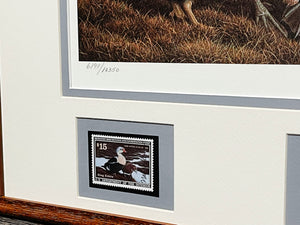 Nancy Howe 1991 Federal Waterfowl Duck Stamp Print With Double Stamps - Brand New Super Custom Sporting Frame