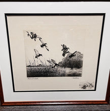 Load image into Gallery viewer, Richard Bishop - Blacks And Greenheads - 1945 Dry-point Etching Print - Remarque Edition- Black Ducks and Greenhead Mallards Lighting - Brand New Custom Sporting Frame