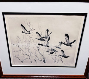 Richard Bishop Through The Willow's 1936 - Dry-Point Etching Print Year 1936 - Greenhead Mallards Flying - Brand New Super Custom Sporting Frame