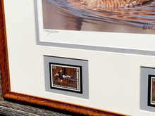 Load image into Gallery viewer, Richard Clifton - 2002 Federal Migratory Duck Stamp Print With Double Stamps - Brand New Custom Sporting Frame