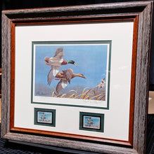 Load image into Gallery viewer, Richard Plasschaert - 1980 Federal Duck Stamp Print With Double Stamps - Greenhead Mallard Duck&#39;s  - Brand New Custom Sporting Frame