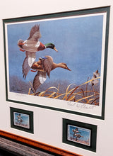 Load image into Gallery viewer, Richard Plasschaert - 1980 Federal Duck Stamp Print With Double Stamps - Greenhead Mallard Duck&#39;s  - Brand New Custom Sporting Frame
