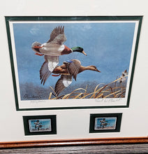 Load image into Gallery viewer, Richard Plasschaert - 1980 Federal Duck Stamp Print With Double Stamps - Greenhead Mallard Duck&#39;s  - Brand New Custom Sporting Frame