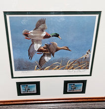 Load image into Gallery viewer, Richard Plasschaert 1980 Federal Duck Stamp Print With Double Stamps - Greenhead Mallard Duck&#39;s  - Brand New Custom Sporting Frame