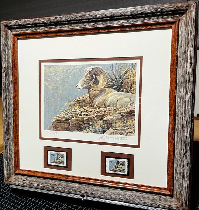 Robert Bateman 1983 North American Wild Sheep Foundation Stamp Print With Double Stamps - Brand New Super Custom Sporting Frame