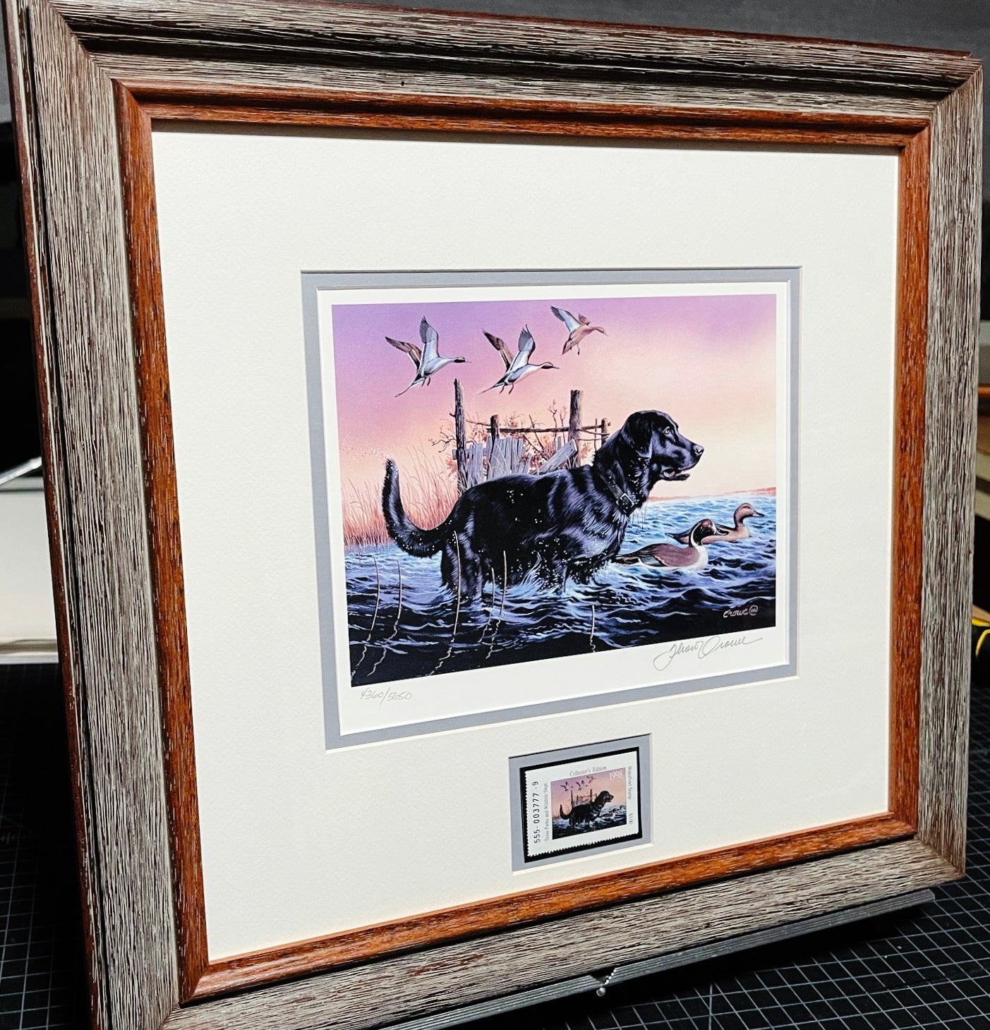 Thompson Crowe - 1998 Texas Waterfowl Duck Stamp Print With Stamp - Brand New Custom Sporting Frame