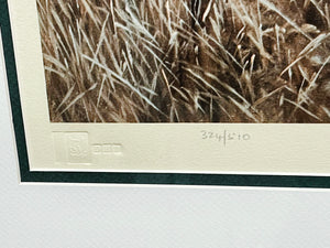 William Hollywood - Pintails - Lithograph - Brand New Custom Sporting Frame