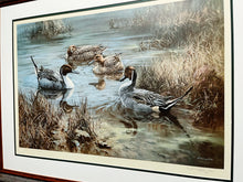 Load image into Gallery viewer, William Hollywood - Pintails - Lithograph - Brand New Custom Sporting Frame