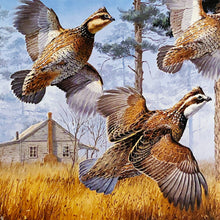 Load image into Gallery viewer, David Maass - 1982 International Quail Foundation Stamp Print With Stamp - Brand New Custom Sporting Frame