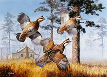 Load image into Gallery viewer, David Maass - 1982 International Quail Foundation Stamp Print With Stamp - Brand New Custom Sporting Frame