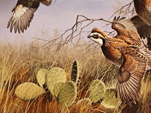 Load image into Gallery viewer, David Maass - 1990 First Of The Series Texas Quail Stamp Print With Double Stamps - Brand New Custom Sporting Frame