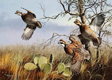 Load image into Gallery viewer, David Maass - 1990 First Of The Series Texas Quail Stamp Print With Double Stamps - Brand New Custom Sporting Frame