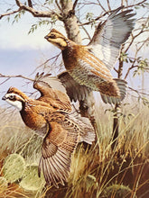 Load image into Gallery viewer, David Maass - 1990 First Of The Series Texas Quail Stamp Print With Double Stamps - Brand New Custom Sporting Frame