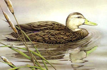 Load image into Gallery viewer, Sherrie Russell Meline - 2003 Texas Waterfowl Stamp Print W Double Stamps - Brand New Custom Sporting Frame