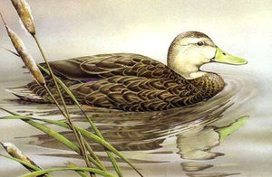 Sherrie Russell Meline - 2003 Texas Waterfowl Stamp Print W Double Stamps - Brand New Custom Sporting Frame
