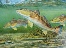 Load image into Gallery viewer, Calvin Carter - 2012 CCA Coastal Conservation Association Stamp Print With Stamp - Brand New Custom Sporting Frame