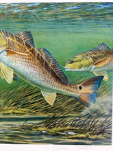 Load image into Gallery viewer, Calvin Carter - 2012 CCA Coastal Conservation Association Stamp Print With Stamp - Brand New Custom Sporting Frame