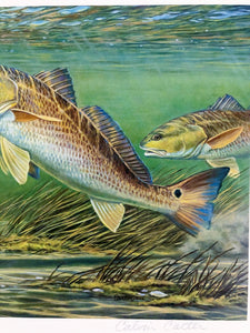 Calvin Carter - 2012 CCA Coastal Conservation Association Stamp Print With Stamp - Brand New Custom Sporting Frame