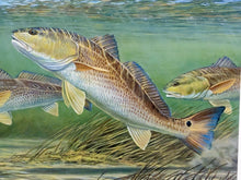 Load image into Gallery viewer, Calvin Carter - 2012 CCA Coastal Conservation Association Stamp Print With Stamp - Brand New Custom Sporting Frame